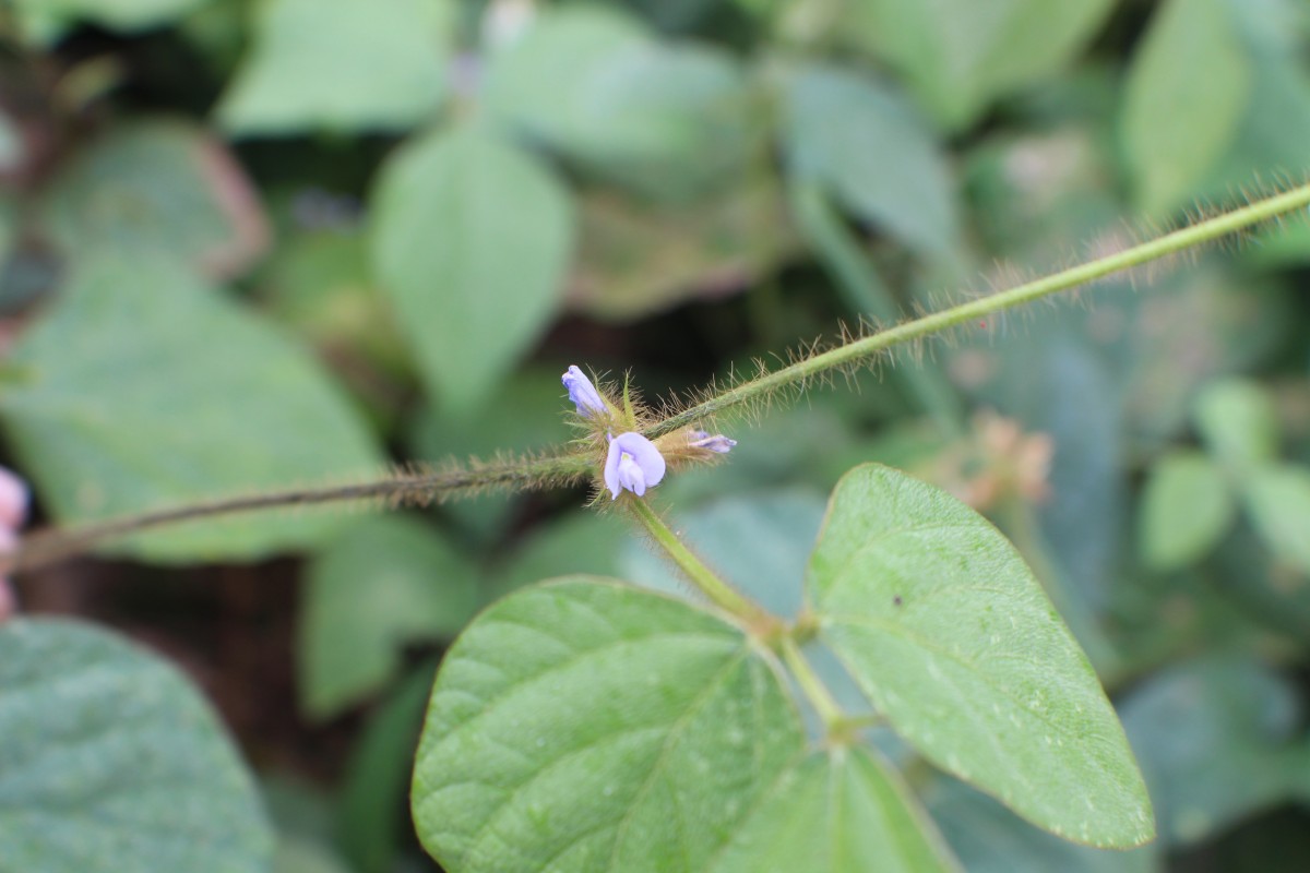 Calopogonium mucunoides Desv.